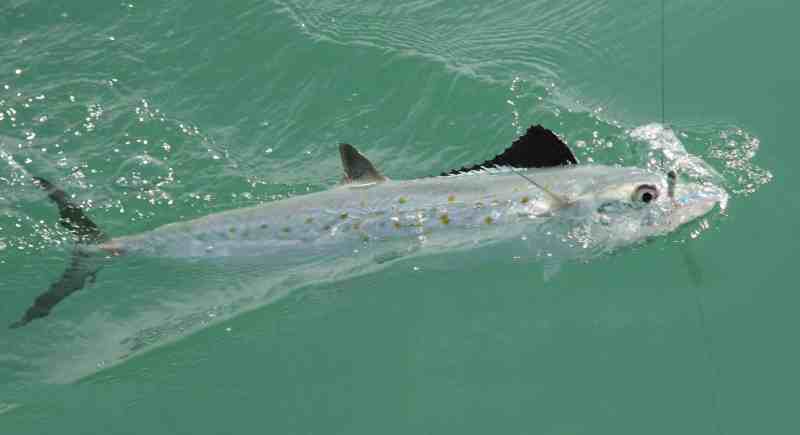 Spanish mackerel caught using a jig