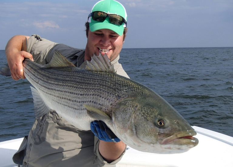 Nice striper caught using eels and a planer board