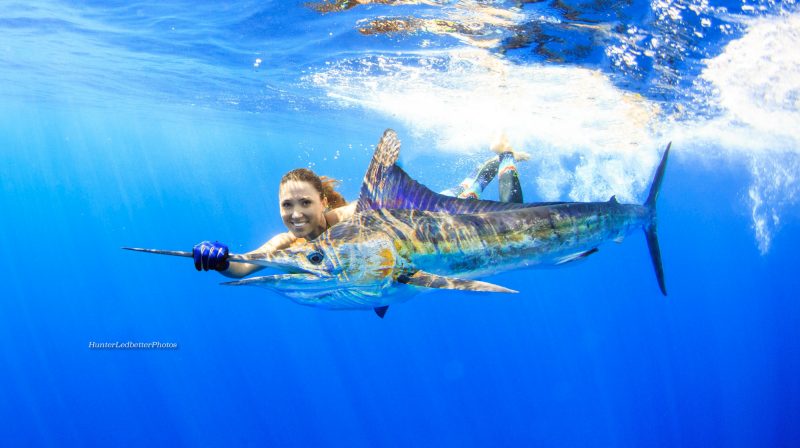 striped marlin release