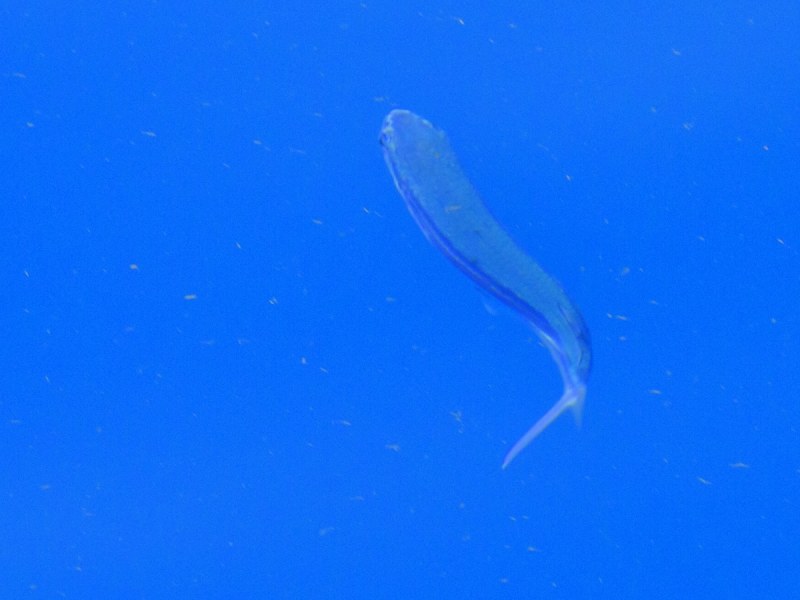 10 this atlantic patchwing is a streamlined, swimming torpedo underwater.jpg