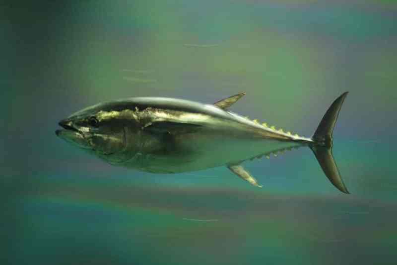 Pacific Bluefin Pacific Bluefin