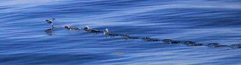 Flying Fish Photos