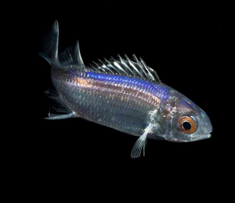 Tiny squirrelfish