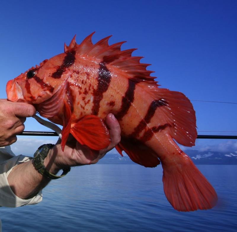 Tiger rockfish Prince William Sound, Alaska tiger rockfish