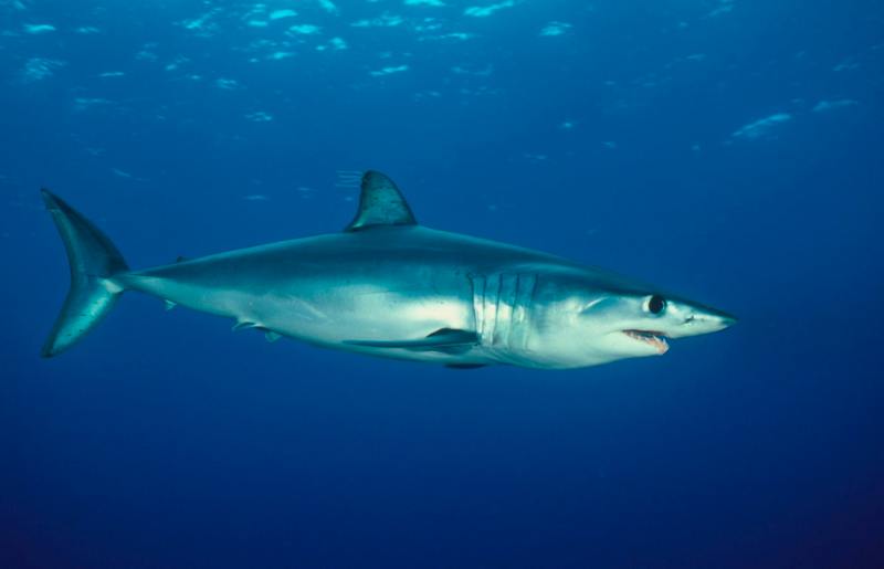 11 david hall-shortfin mako shark 93c2b.jpg