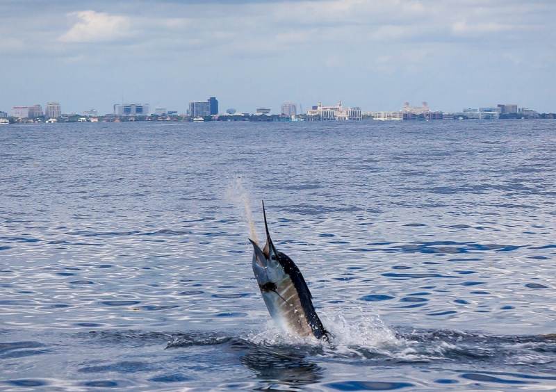 Underwater world of Florida Game Fish -- leaping sailfish