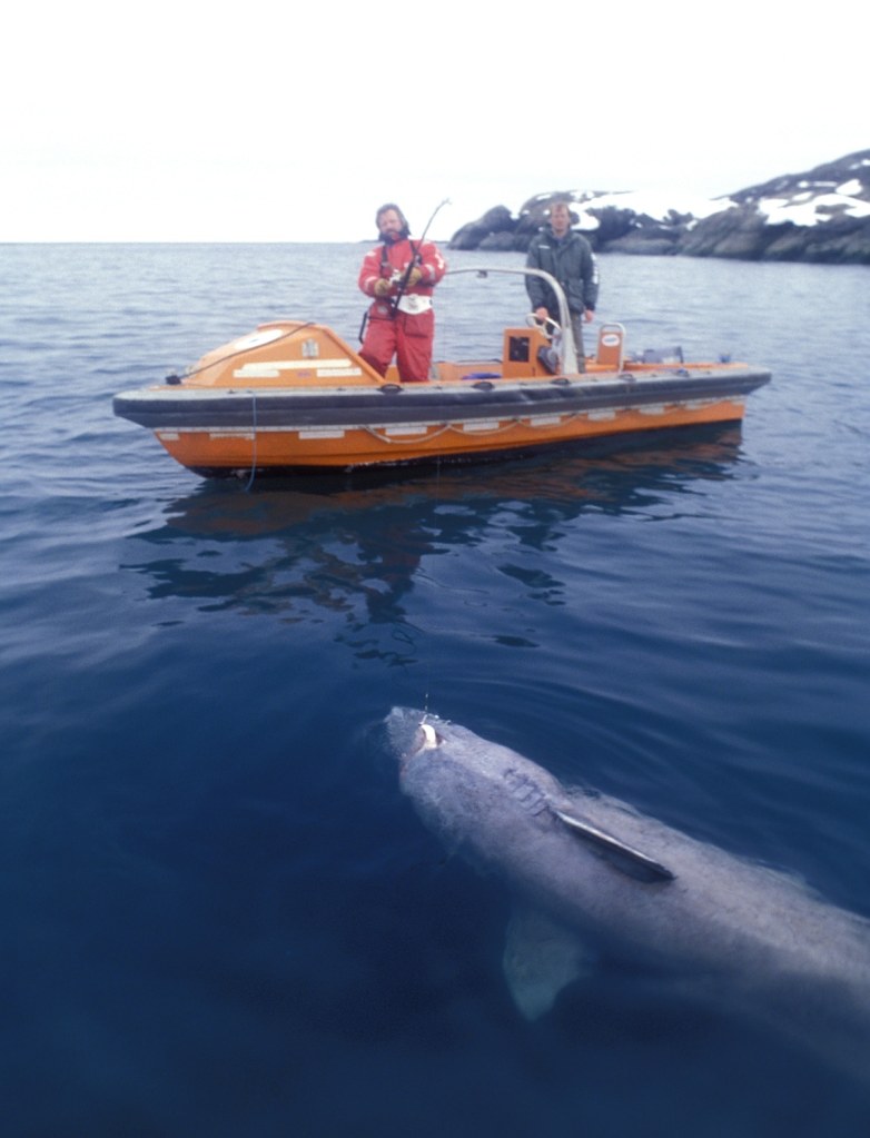 Greenland shark Arctic Ocean