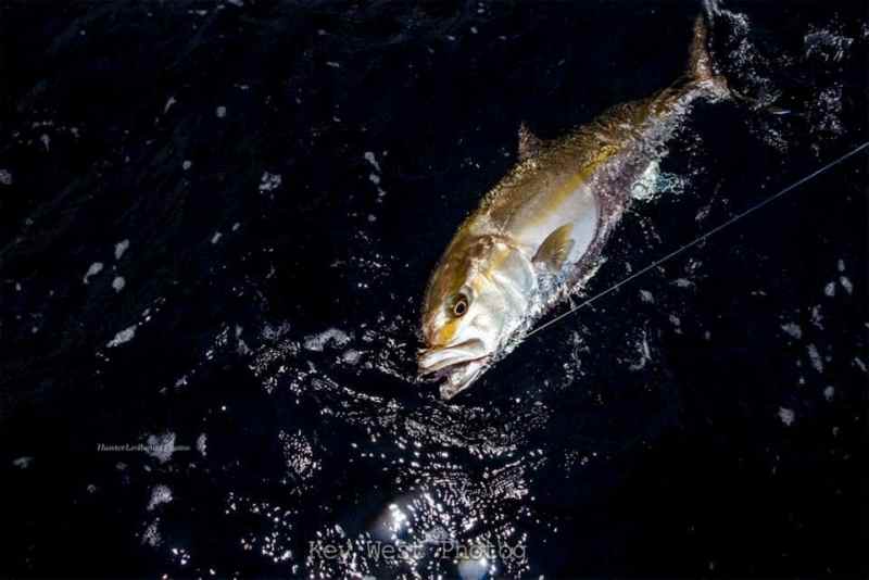 amberjack fishing