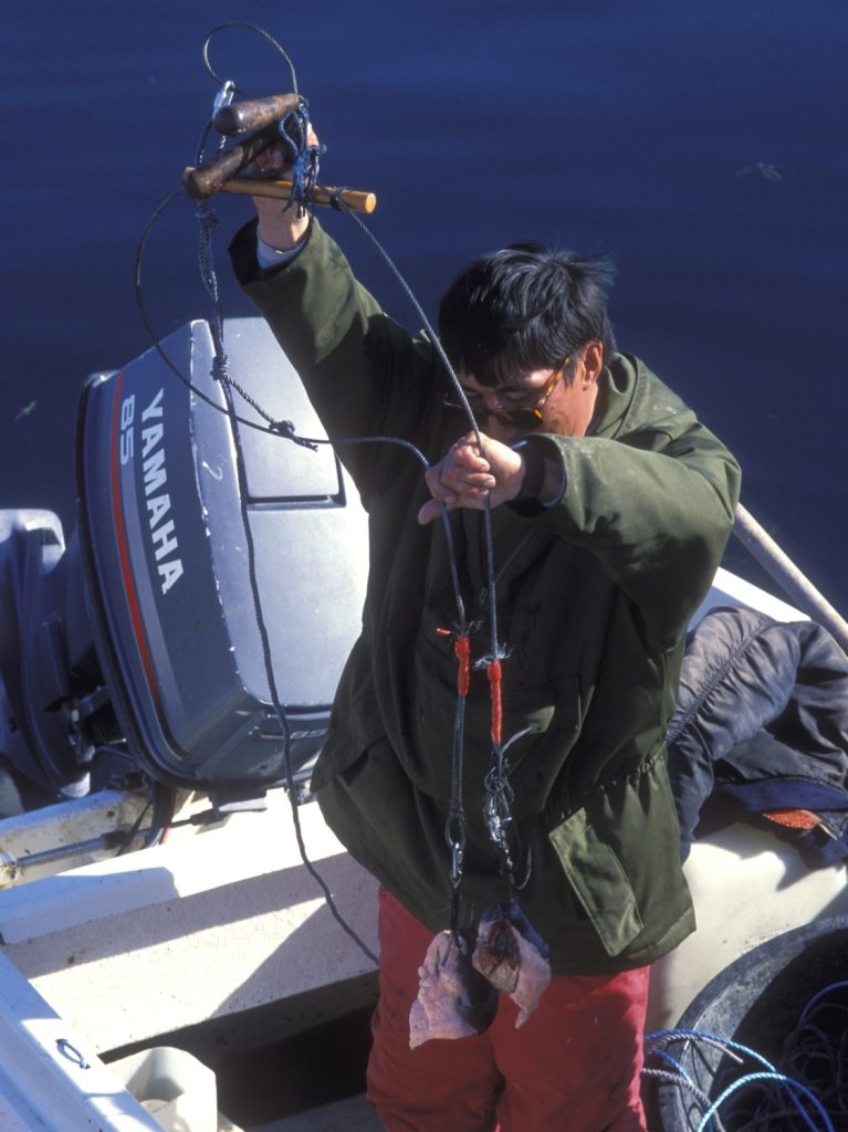 Fisherman shows fishing tackle for Greenland sharks