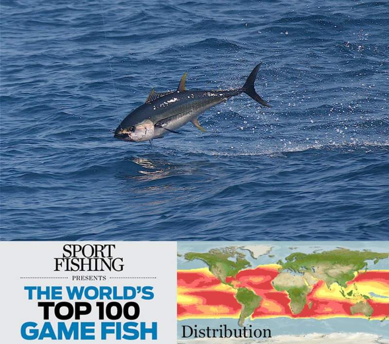 yellowfin tuna