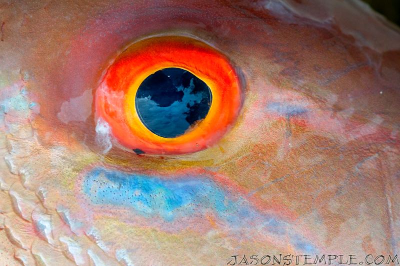 mutton snapper eyeball