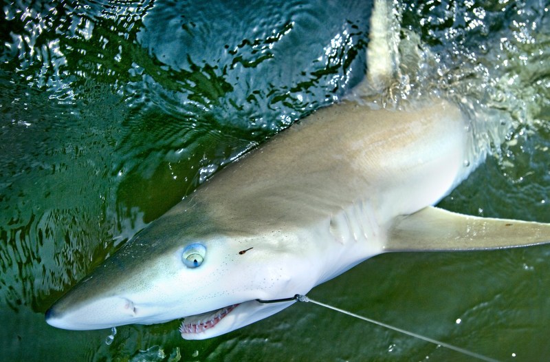 Shark caught deep sea fishing