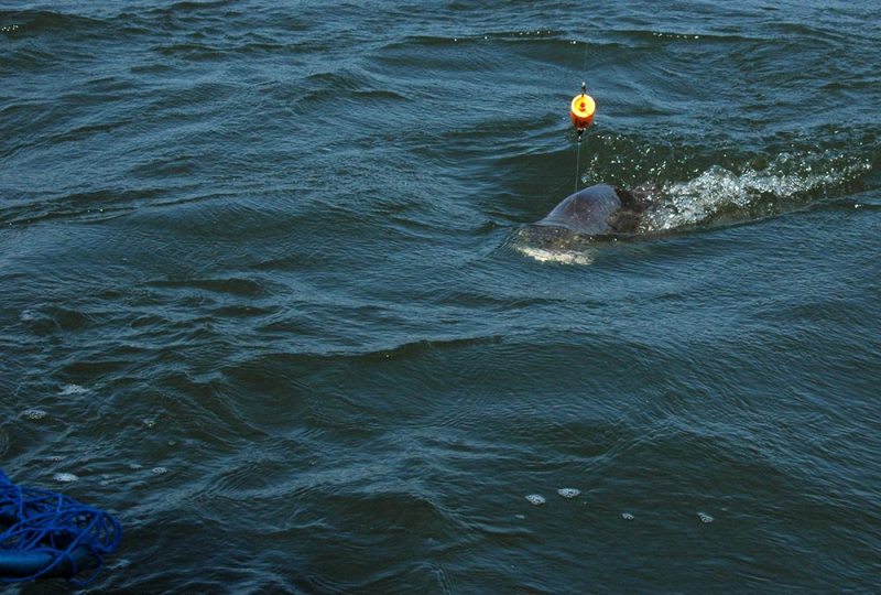 Big red drum hooked on a fishing line