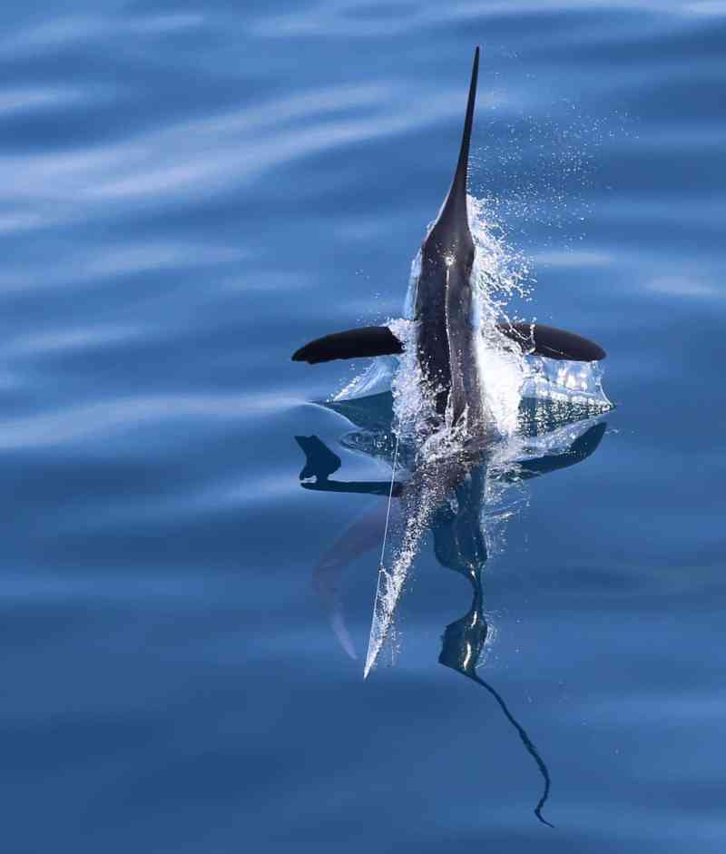 Billfish Action off Angola - a marlin