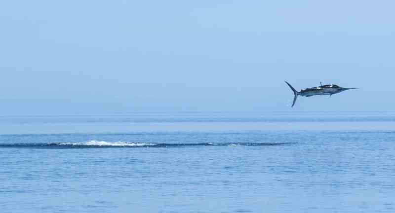 jumping striped marlin caught saltwater kayak fishing Baja's central Sea of Cortez near Loreto