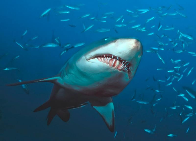 17 david hall.sandtiger shark 06nc2.jpg