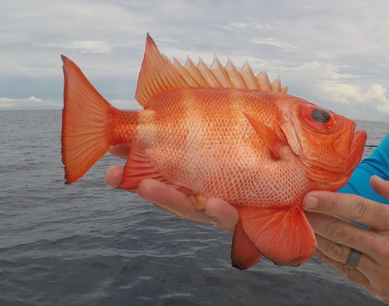 Portrait of an Atlantic bigeye