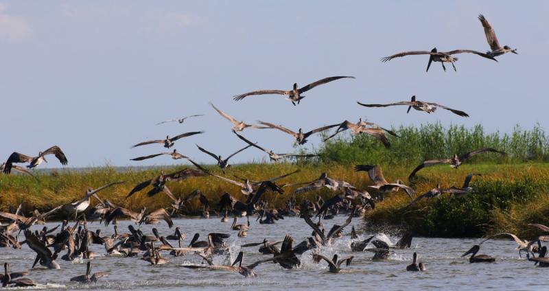 Louisiana redfish free for all — a pelican party