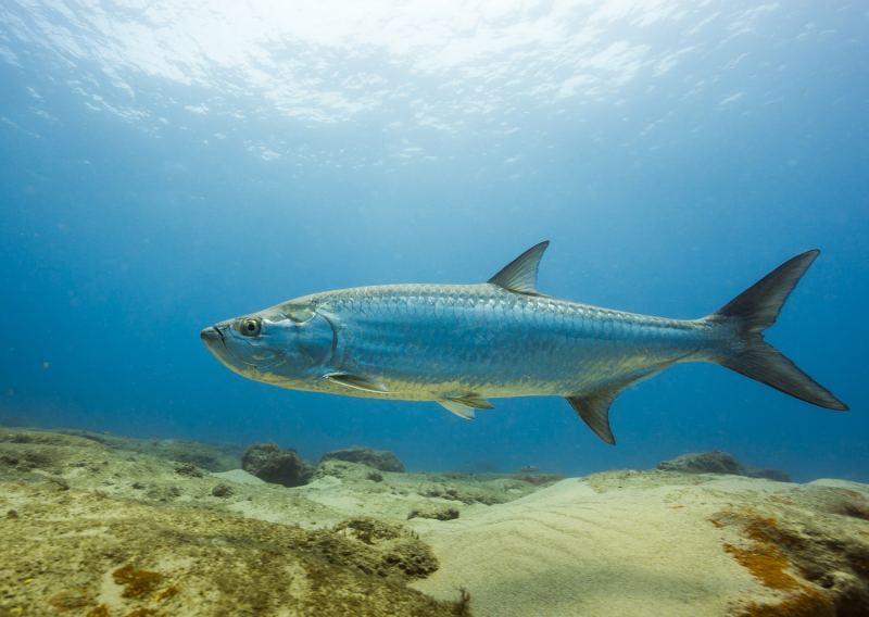 Underwater world of Florida Game Fish -- a tarpon