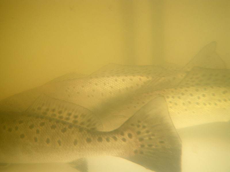 18_winter trout.jpg