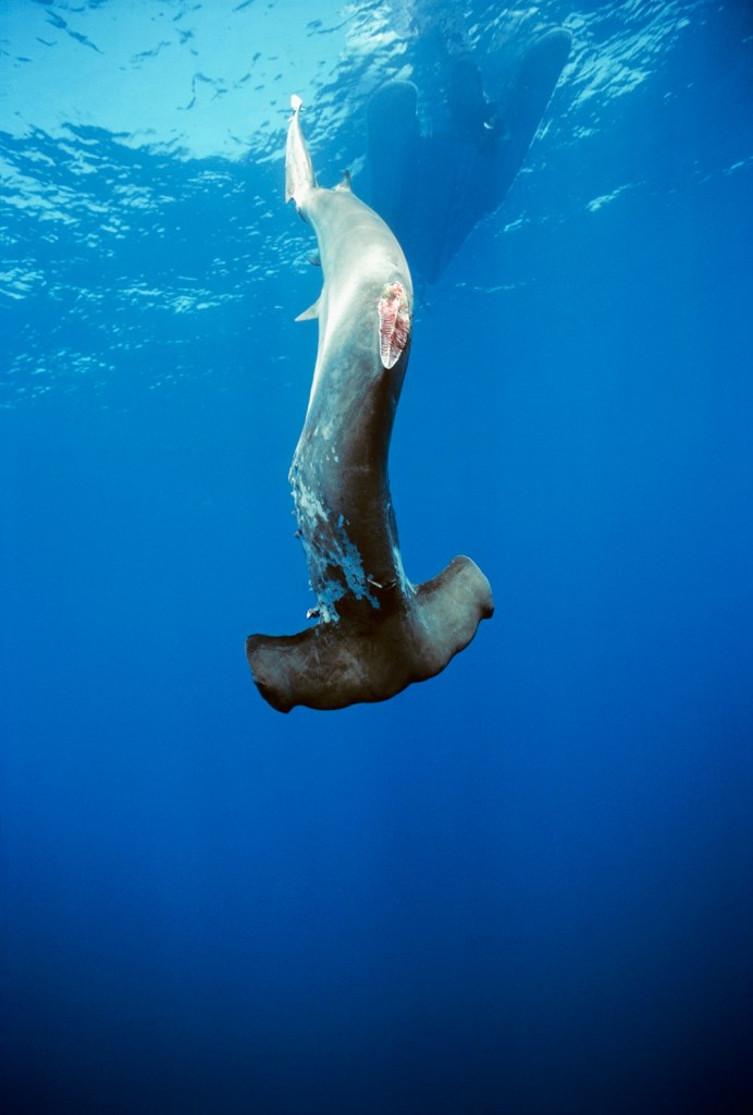 19 rotman finless hmmerhed 4 sfm.jpg