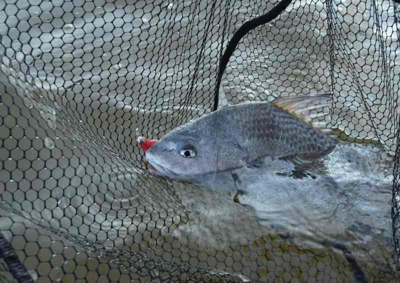 Fish caught in murky water