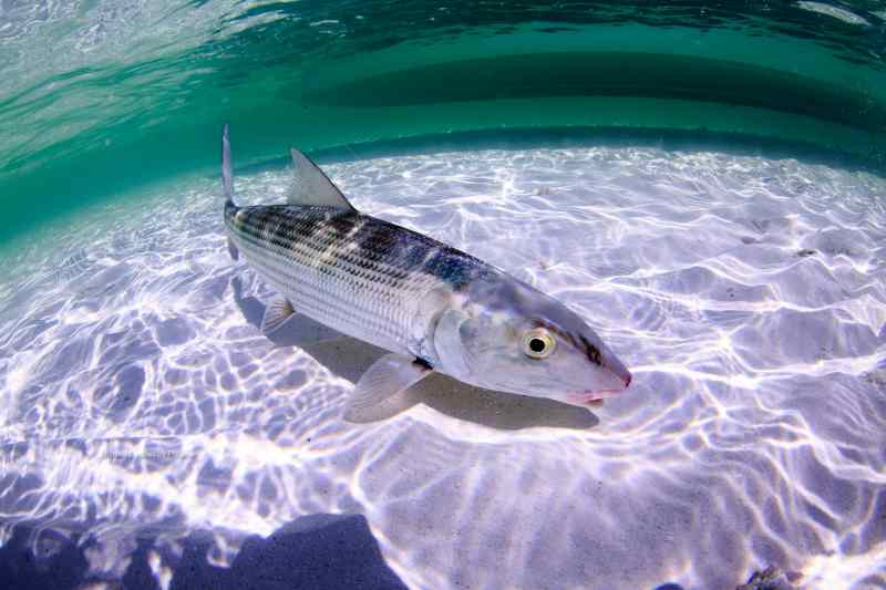 Bonefish on a flat