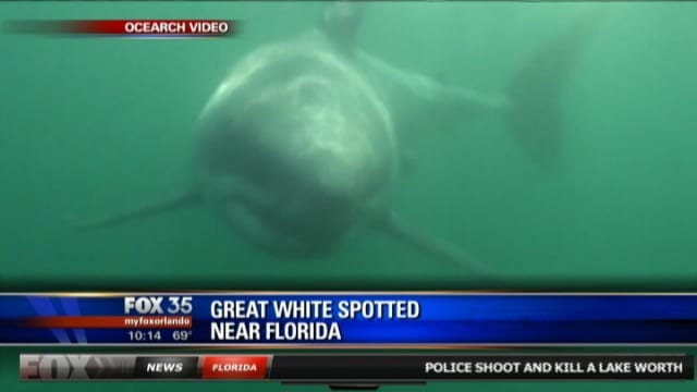 Great white shark tracker: Mary Lee spotted closer to Jersey Shore 