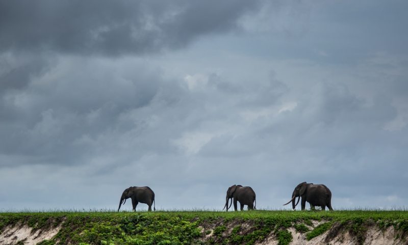 Fishing Gabon's Breathtaking Beaches - Where anglers share beaches with elephants