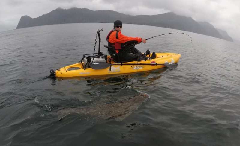 Kayak angler tows a huge halibut