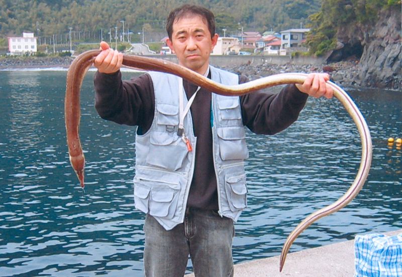 DAINANUMIHEBI (Ophisurus macrorhynchus)