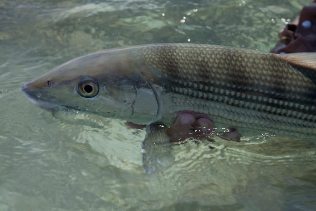 Bonefish released