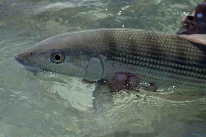 New Study Shows Bonefish Population Connected Across Caribbean