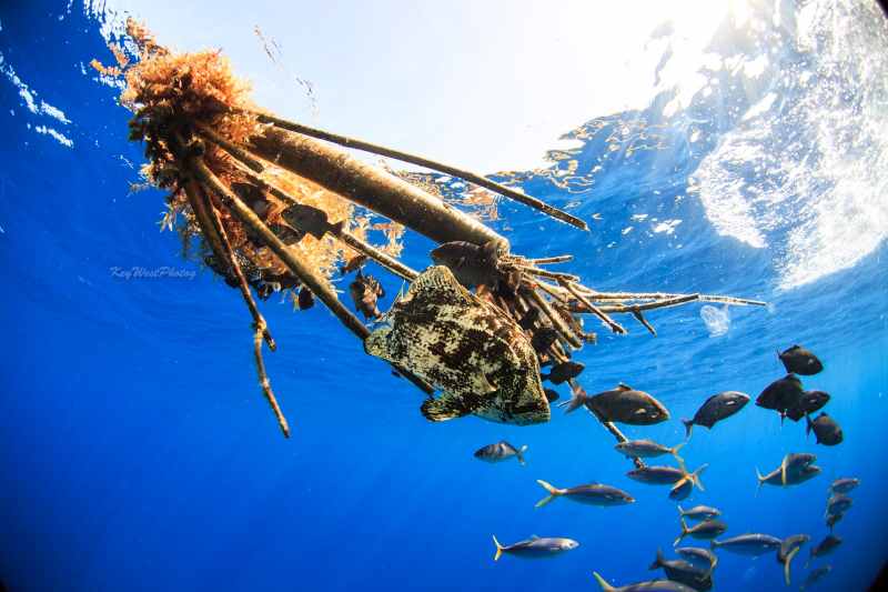 bamboo floating
