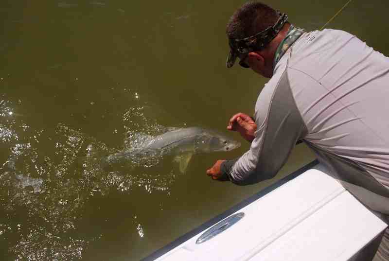 Snook brought to the side of the boat
