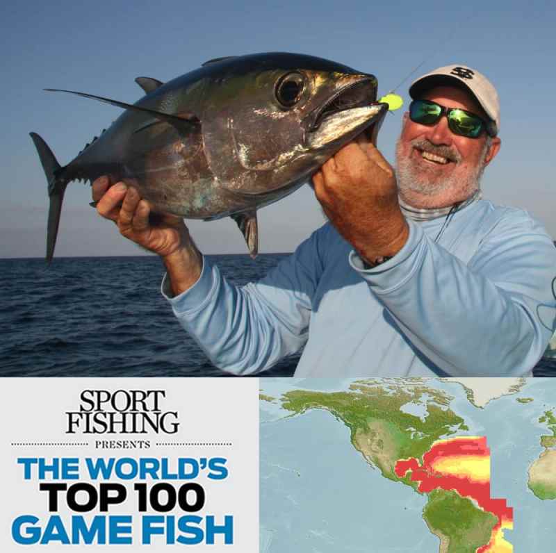 blackfin tuna