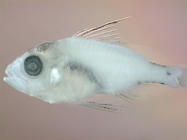 larval red snapper larval red snapper