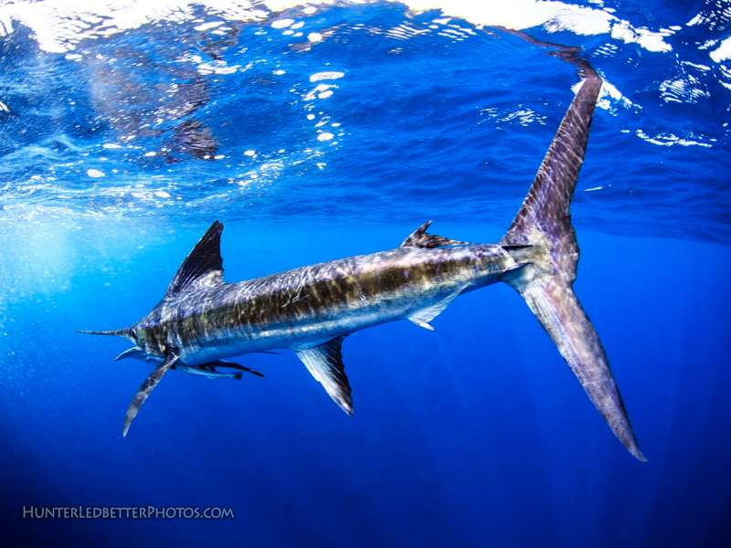 striped marlin