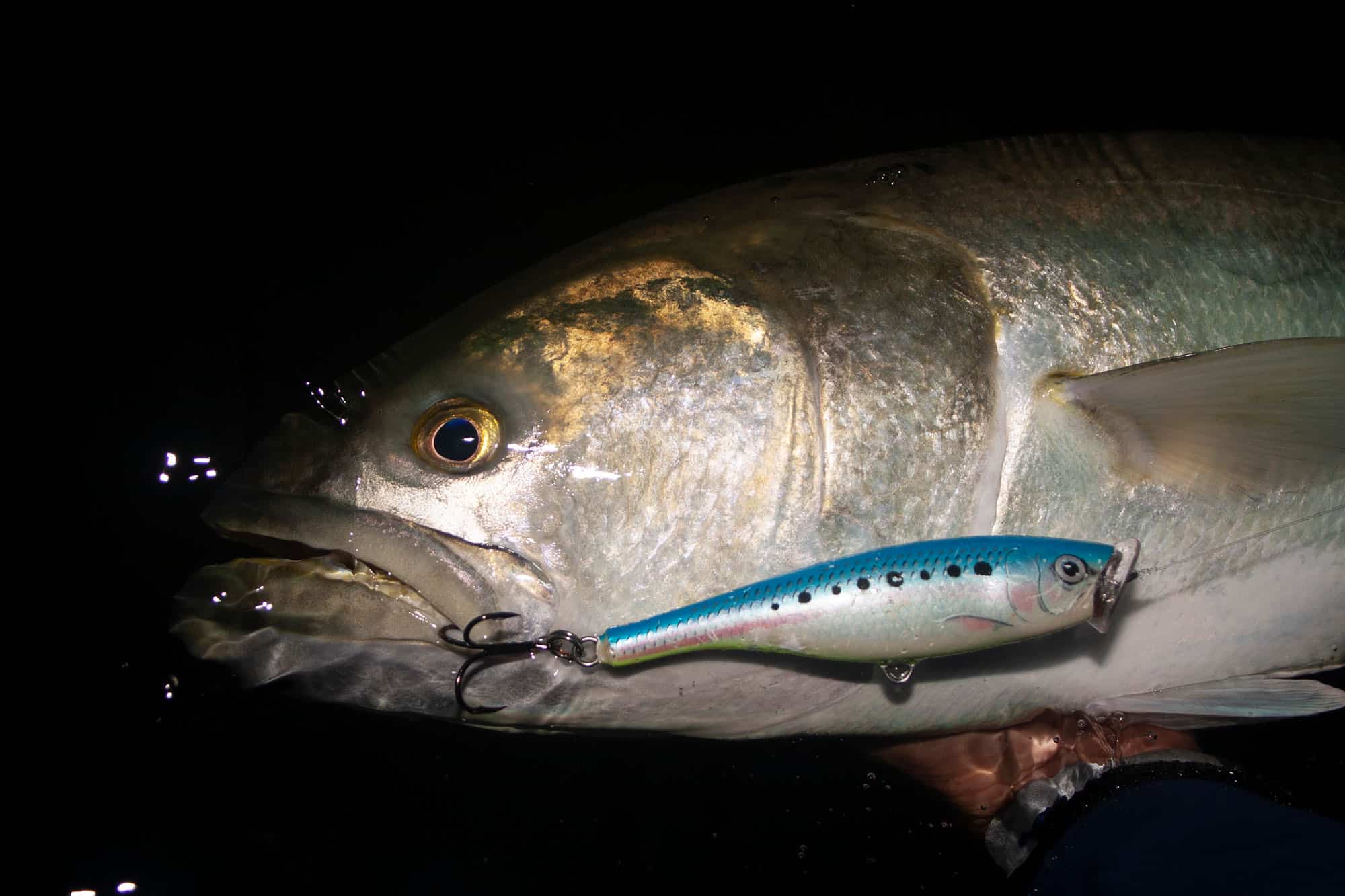 Spring Fishing for Northeast Bluefish | Sport Fishing Mag