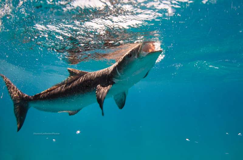 cobia feeding