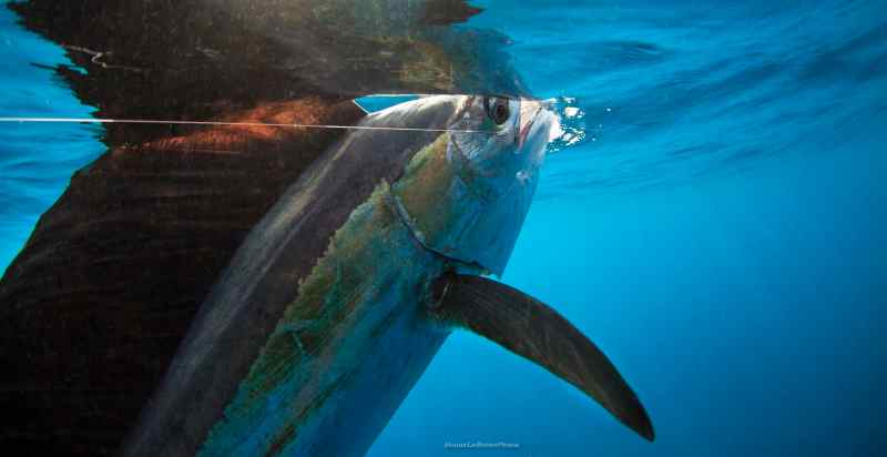 sailfish jump