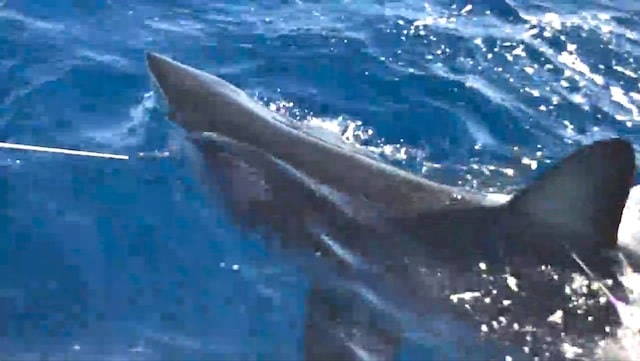 Crew Tags and Releases a Monster Mako Shark Crew Tags and Releases a Monster Mako Shark