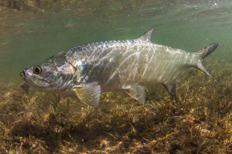 tarpon swimming