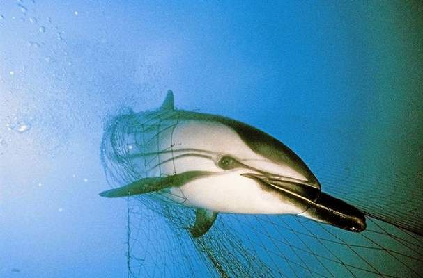 New Federal Restrictions Aim to Limit Gill-Net Bycatch New Rules Would Limit Gill-Net Bycatch in California