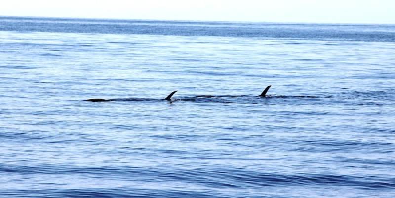 A pair of “tailers” — striped marlin at the surface A pair of "tailers" -- striped marlin at the surface