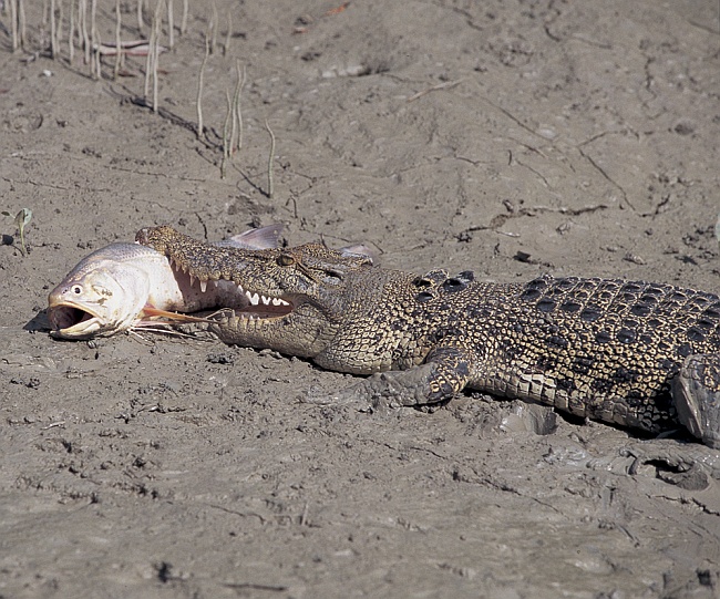 croc croc