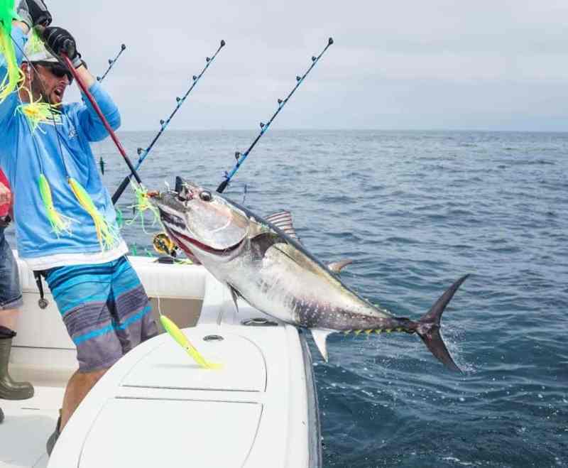 Yellowfin tuna caught using side-tracking spreader bars