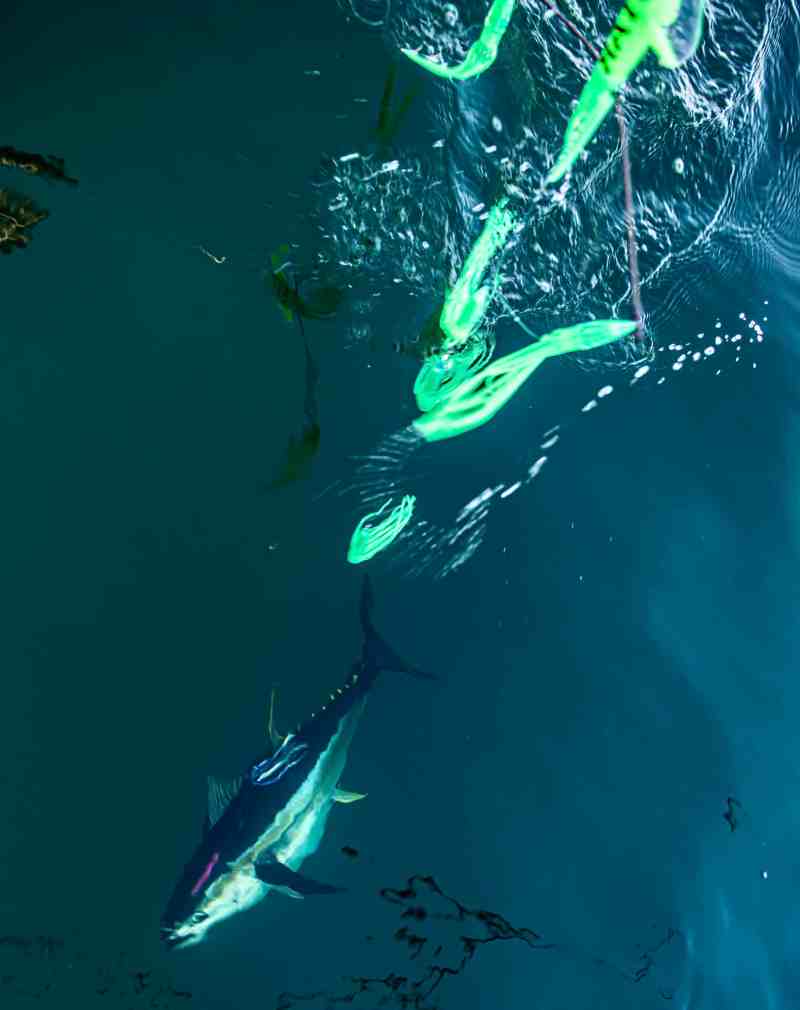 Pelagic gamefish can be targeted using the side-tracker spreader bars