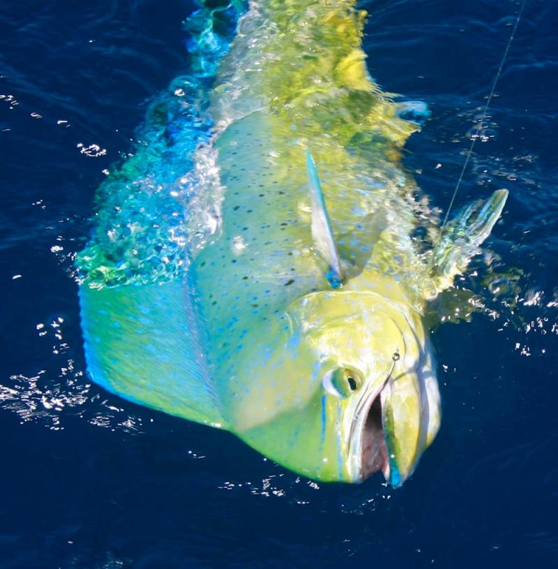 Mahi-Mahi Swim North with El Nino El Nino Brings Exotics North