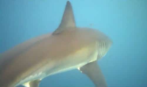 Great White Florida Great White Florida